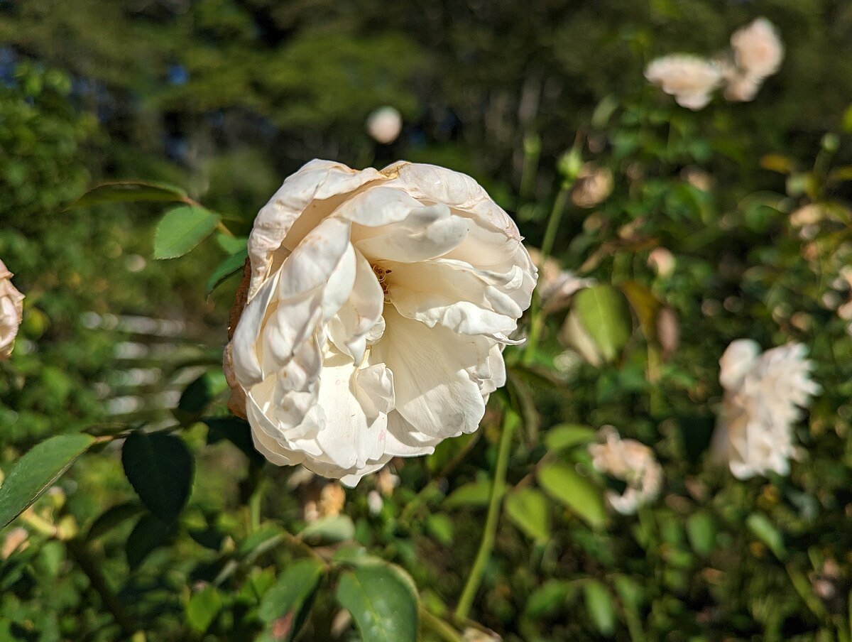 軽井沢タリアセンの風景