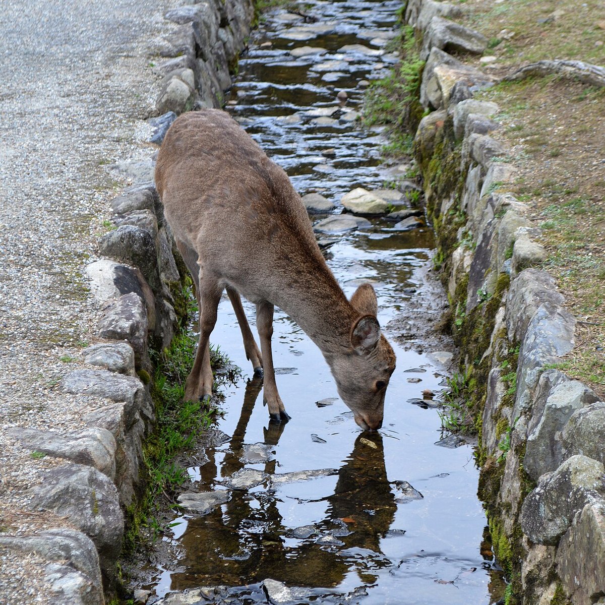 奈良公園の風景