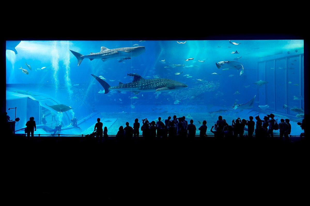 美ら海水族館の風景