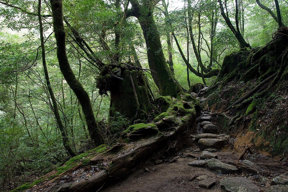 白谷雲水峡の風景
