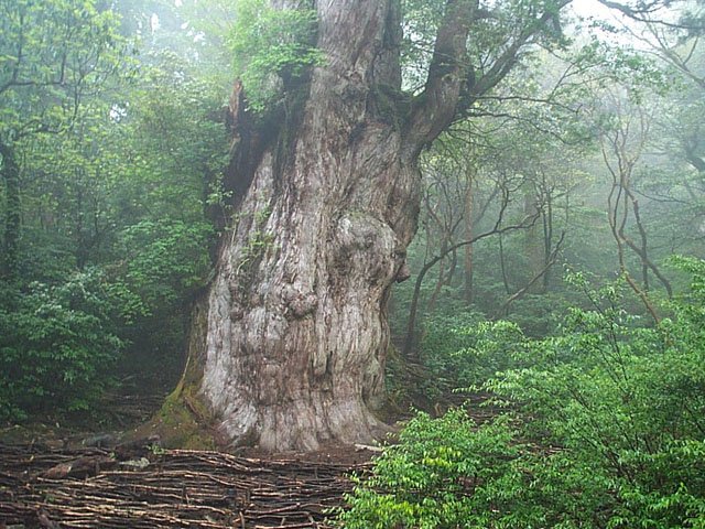 縄文杉の風景