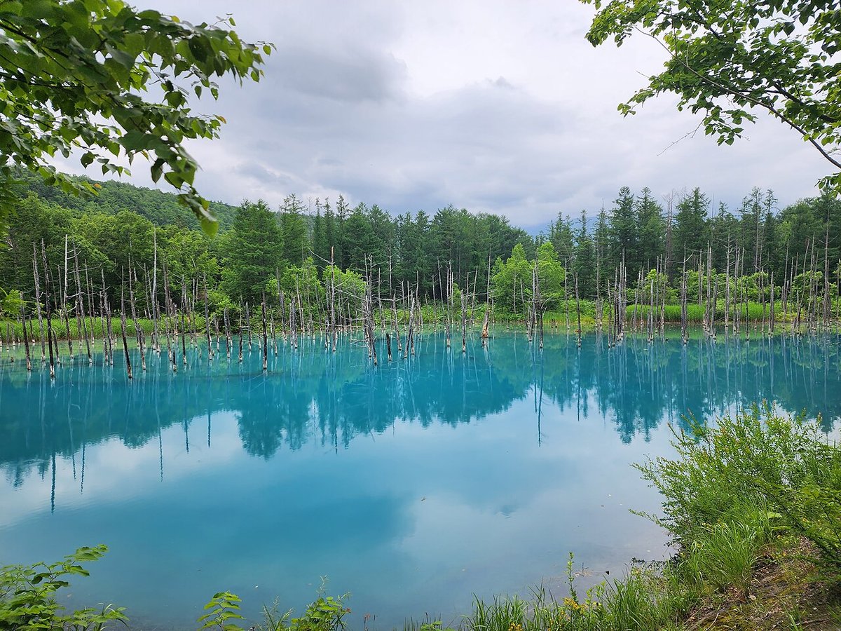 青い池の風景
