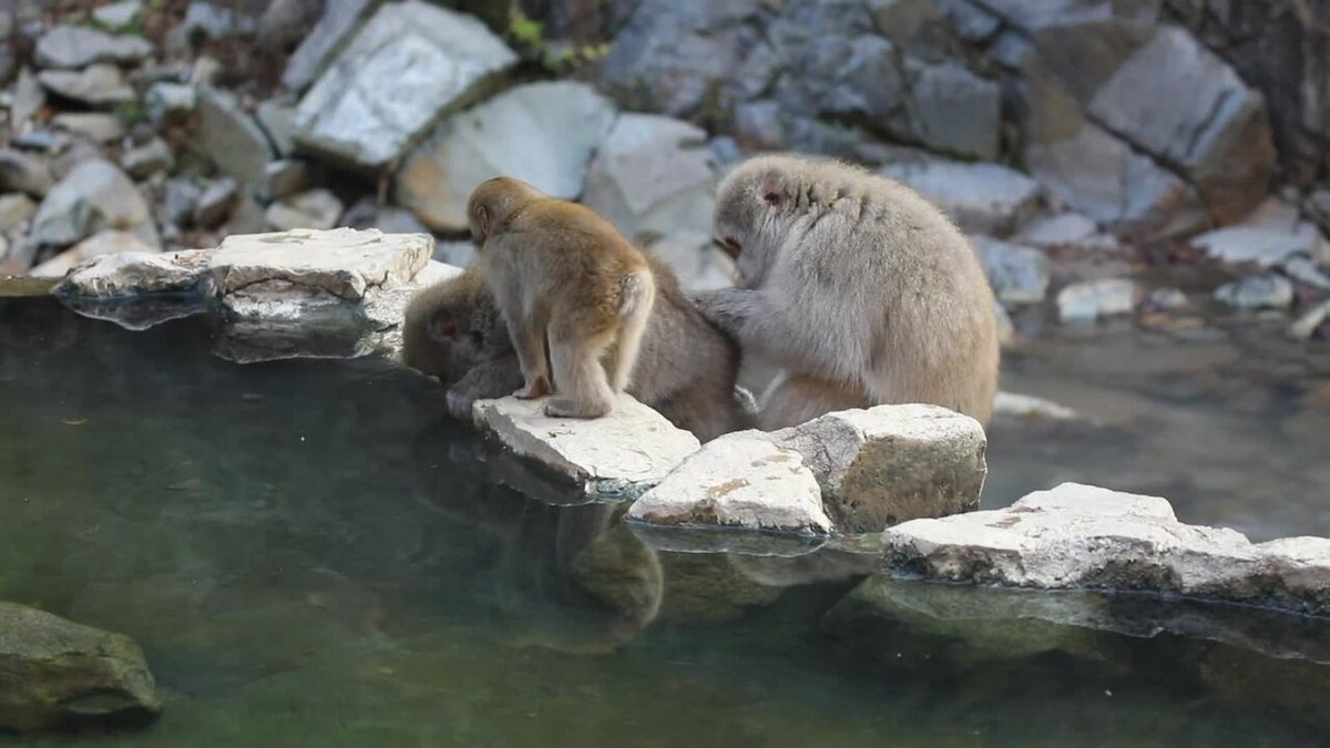 地獄谷野猿公苑の風景
